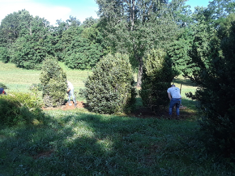 Harvesting American Boxwood Harvesting American Boxwood