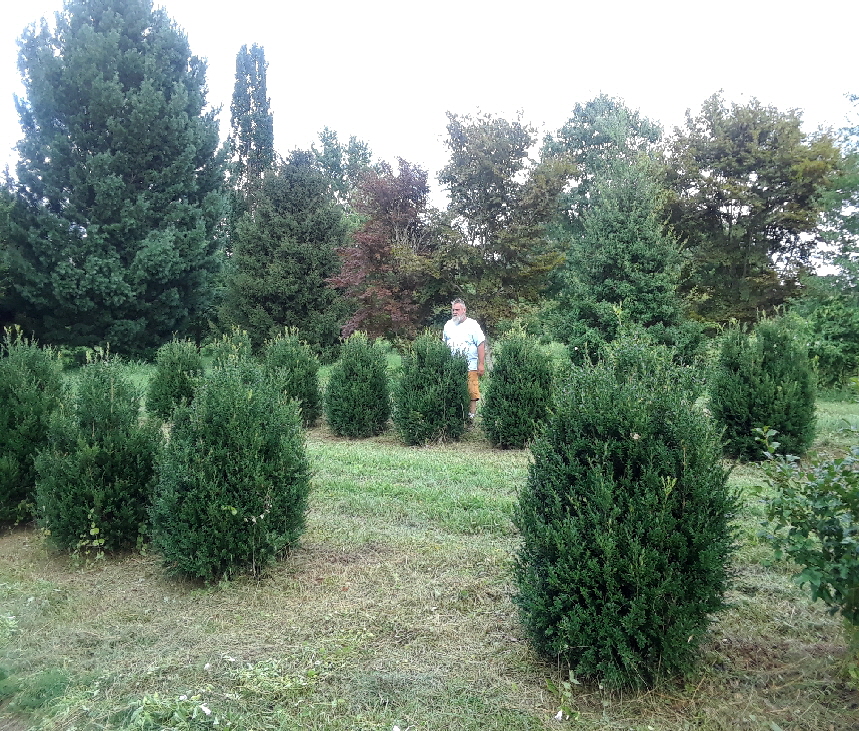 american boxwood american boxwood