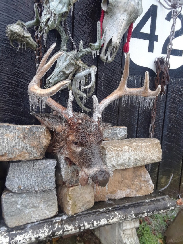deer image deer image