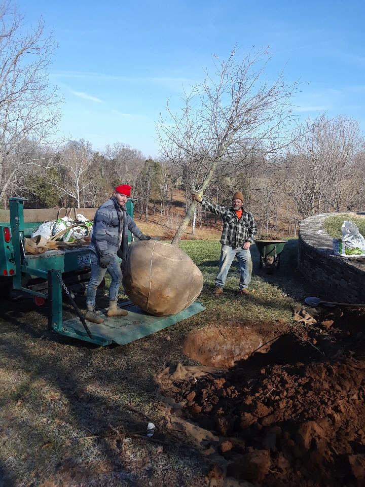 willow oak willow oak
