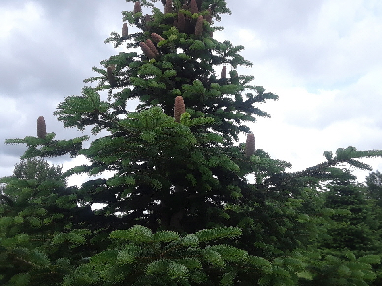 evergreen1 evergreen1