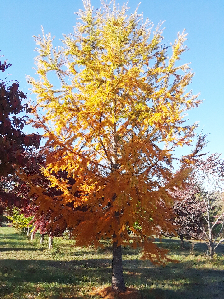 golden larch golden larch