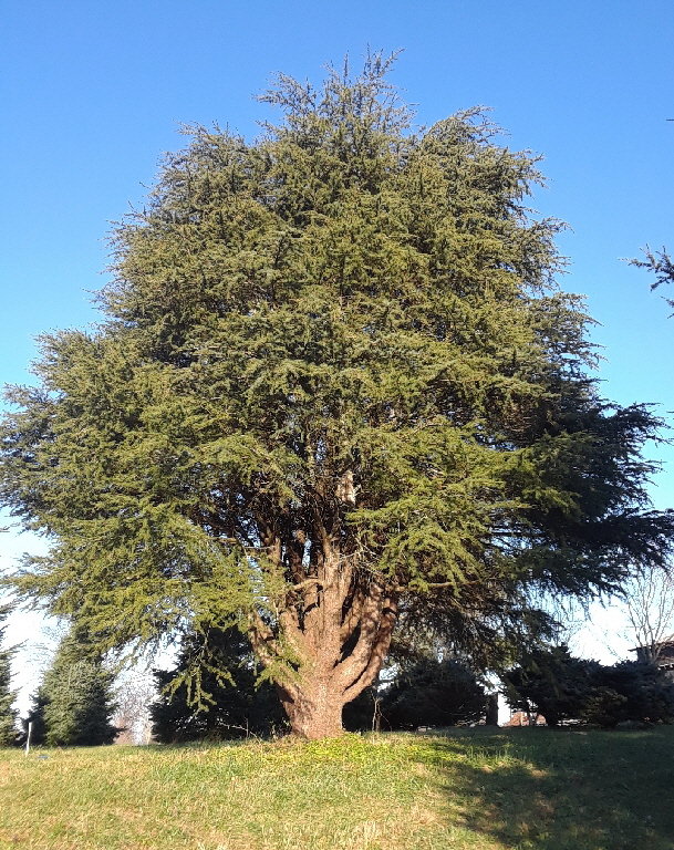 cedar of cedar of