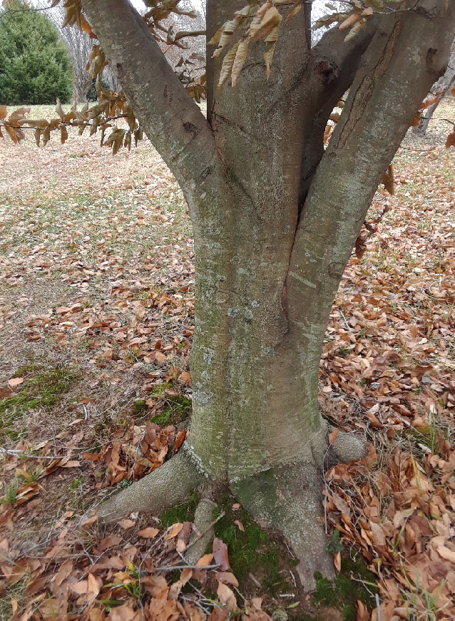 flared roots flared roots