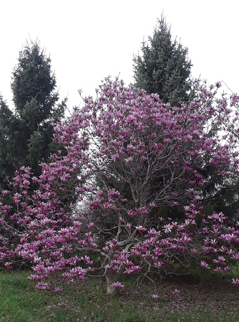 magnolia magnolia