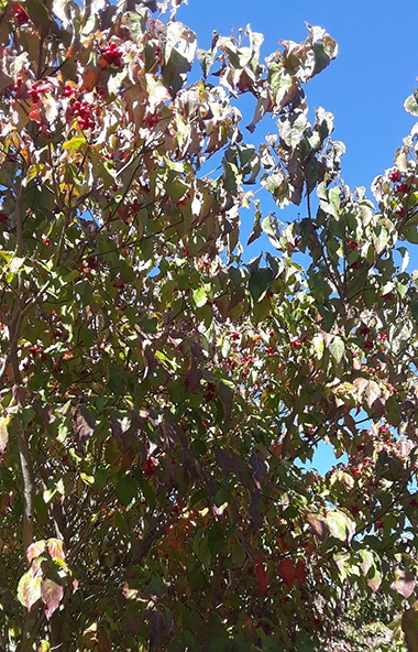 oct6c oct6c