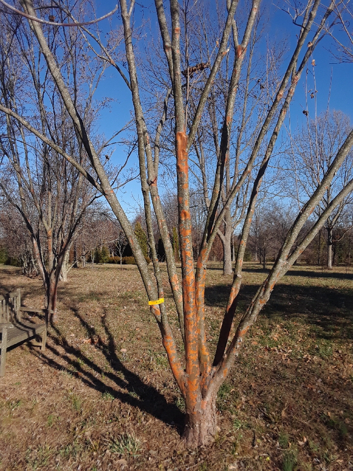 tree20 tree20