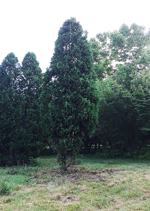 trees to lex trees to lex