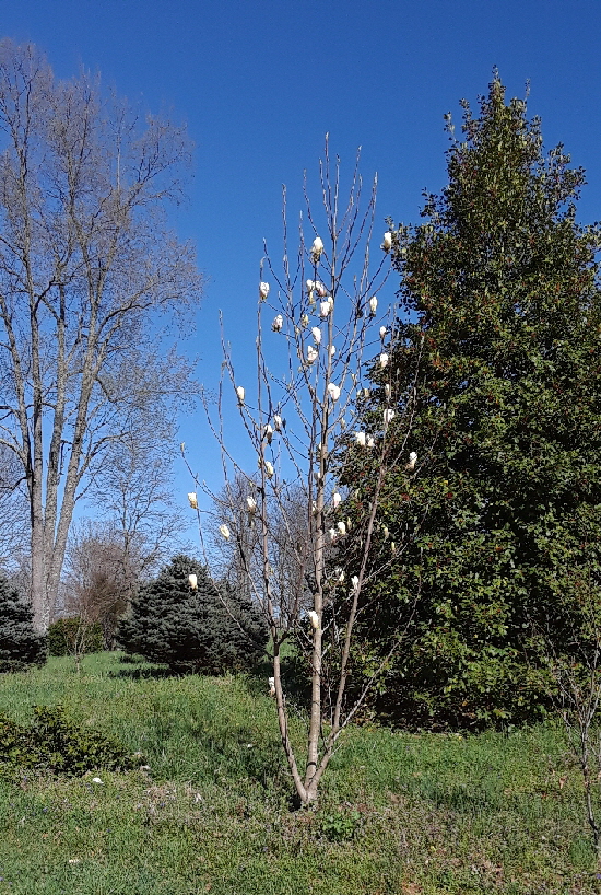 tuliptree tuliptree