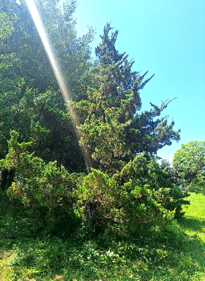 Canardi Juniper