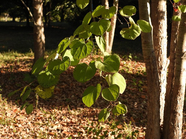 DSCN2974